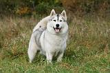 SIBERIAN HUSKY 828